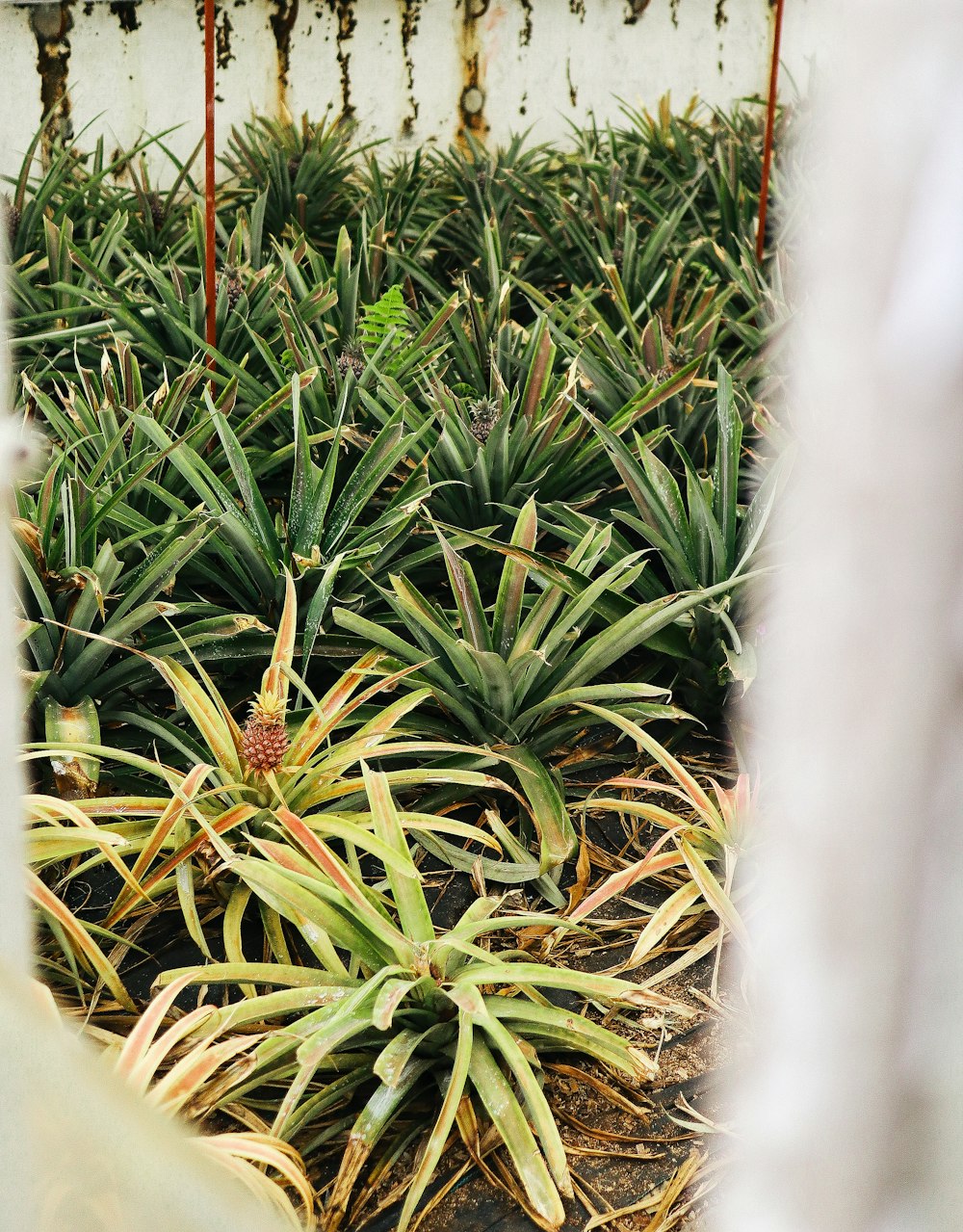 a bunch of pineapple plants in a greenhouse