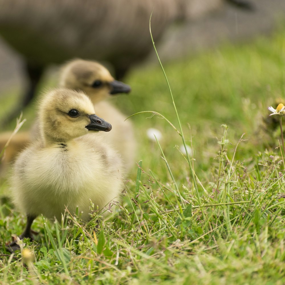 a couple of ducks standing on top of a lush green field