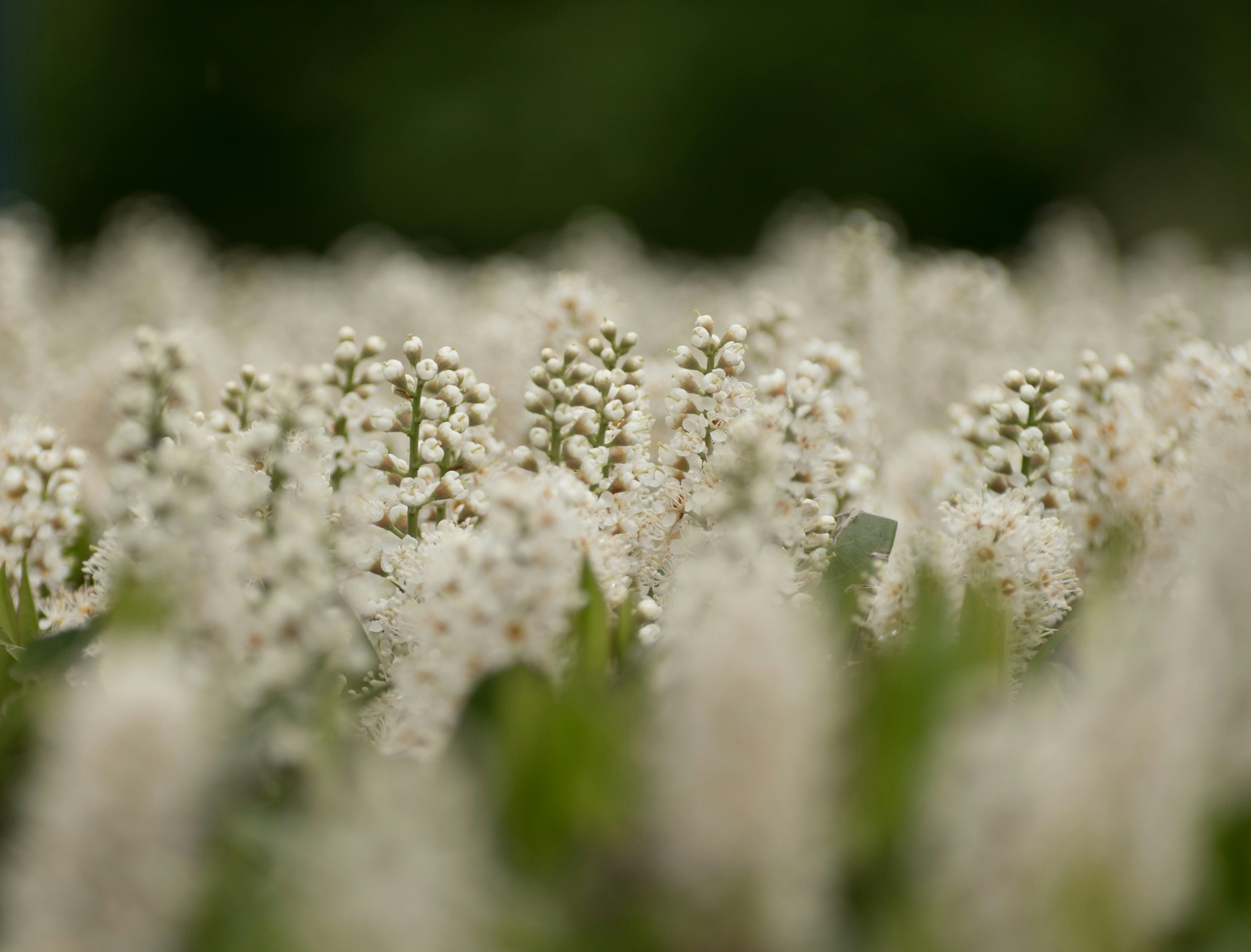 Photo by albertstoynov