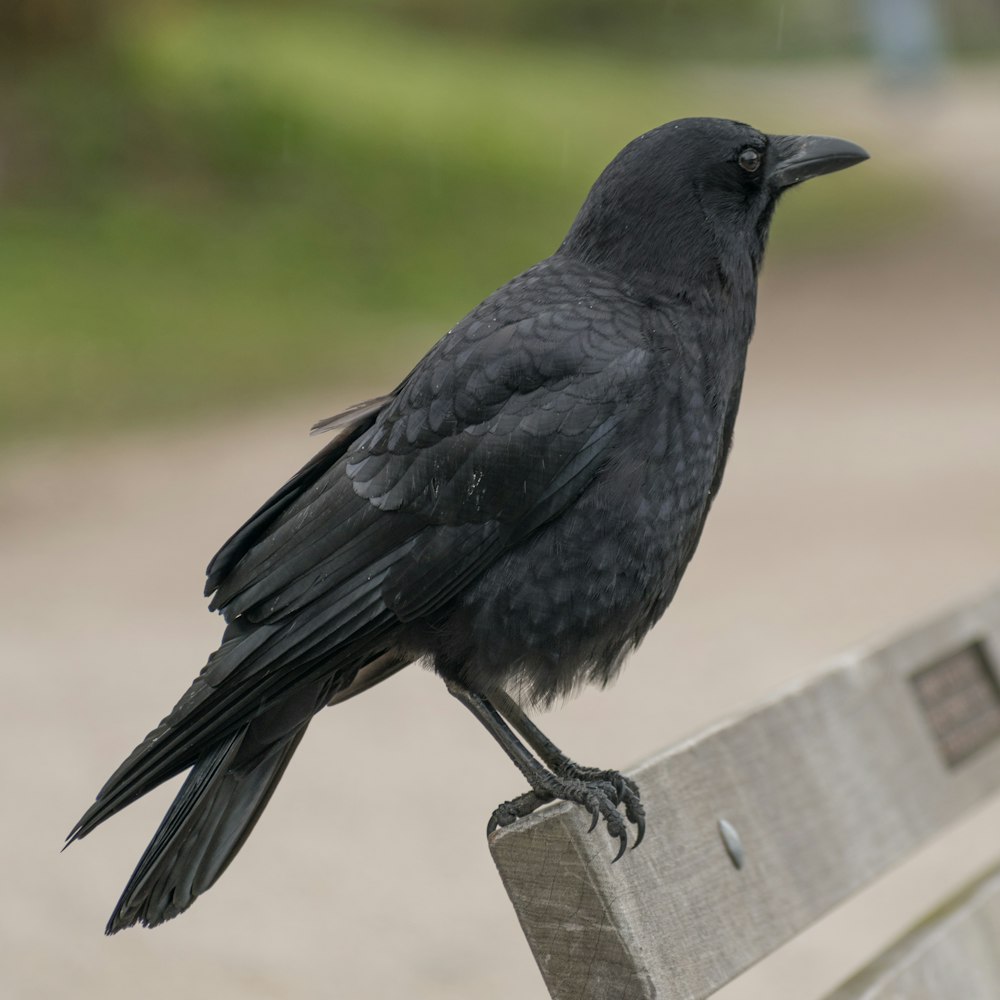 a black bird sitting on top of a wooden bench
