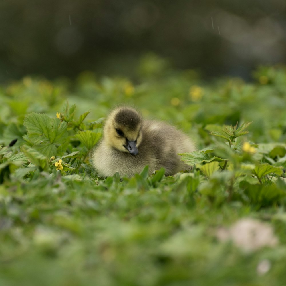 Un patito pequeño está sentado en la hierba