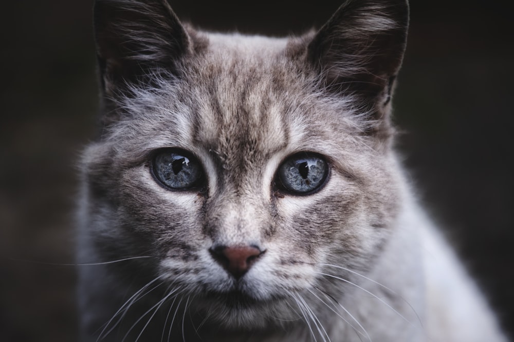 a close up of a cat with blue eyes