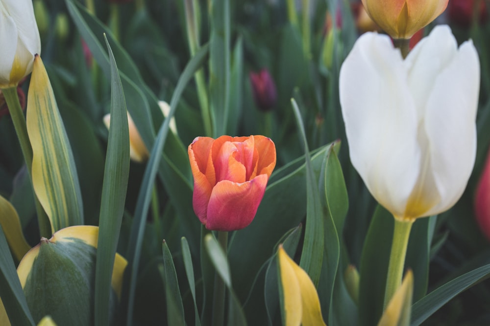 a close up of a bunch of flowers in a field