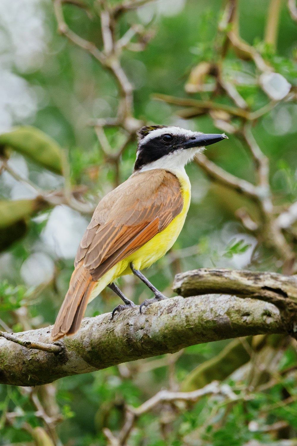 a small bird perched on a tree branch