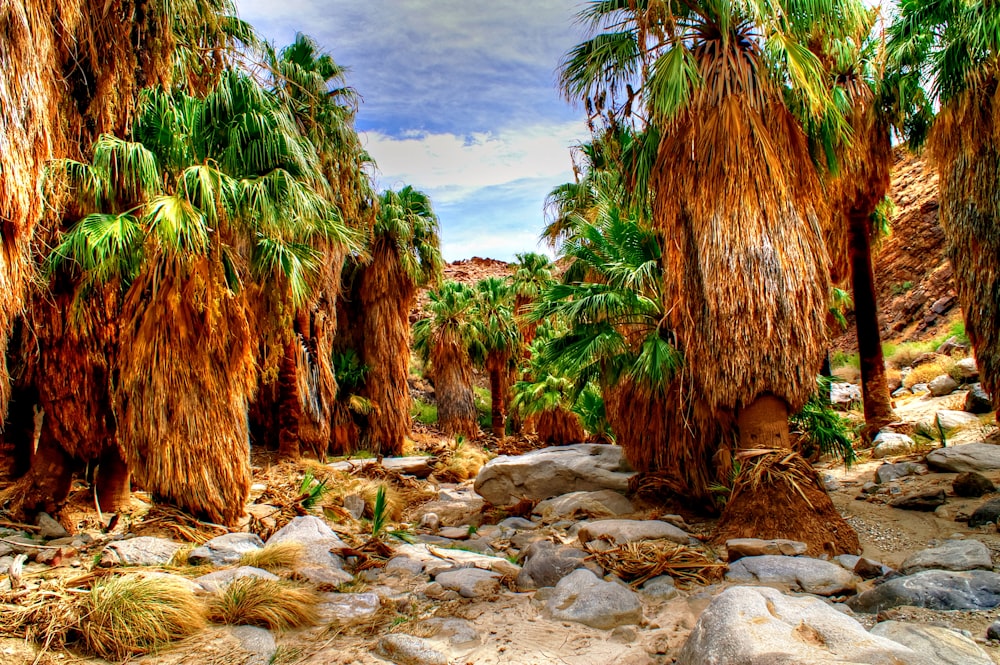 Un groupe de palmiers dans une zone rocheuse