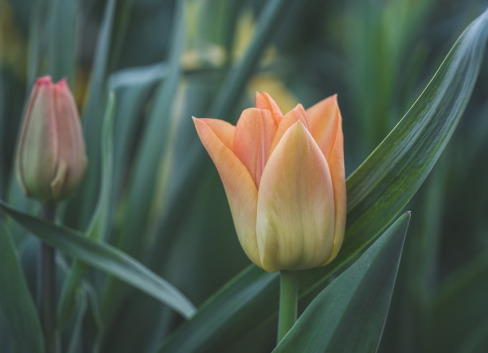 a close up of a single orange flower