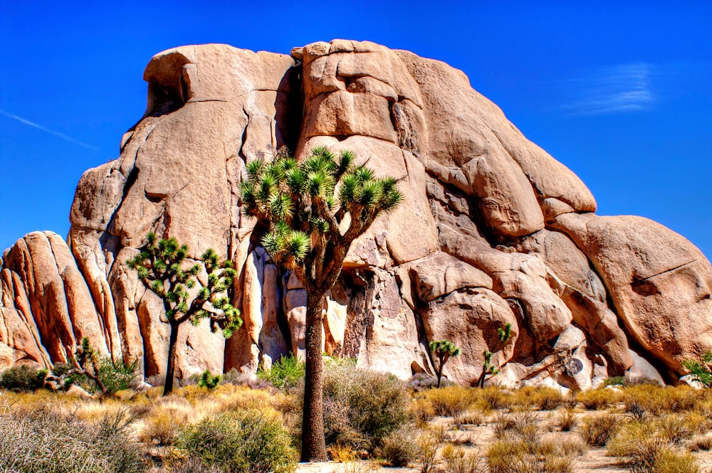 a palm tree in front of a large rock formation