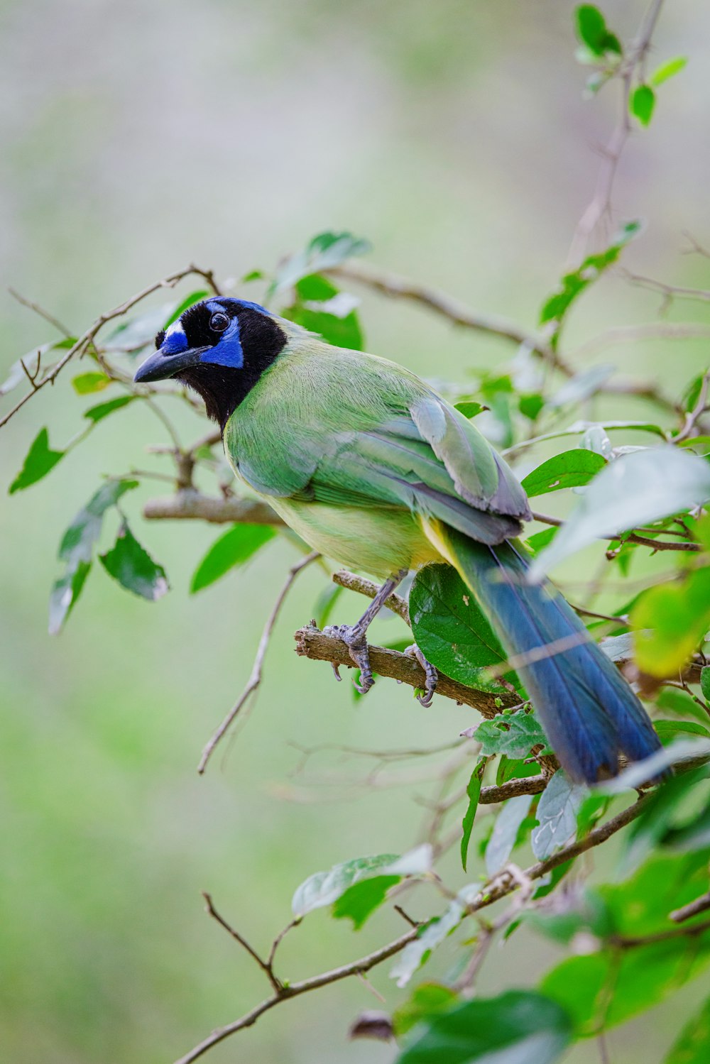 un oiseau bleu et vert assis au sommet d’une branche d’arbre