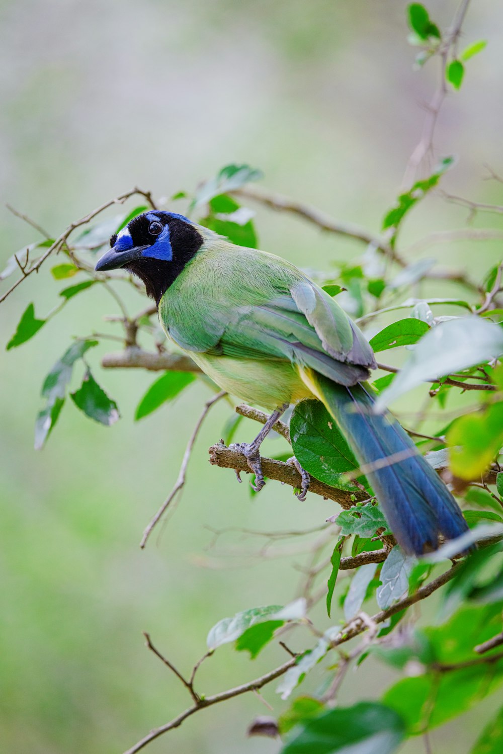 a blue and green bird sitting on top of a tree branch