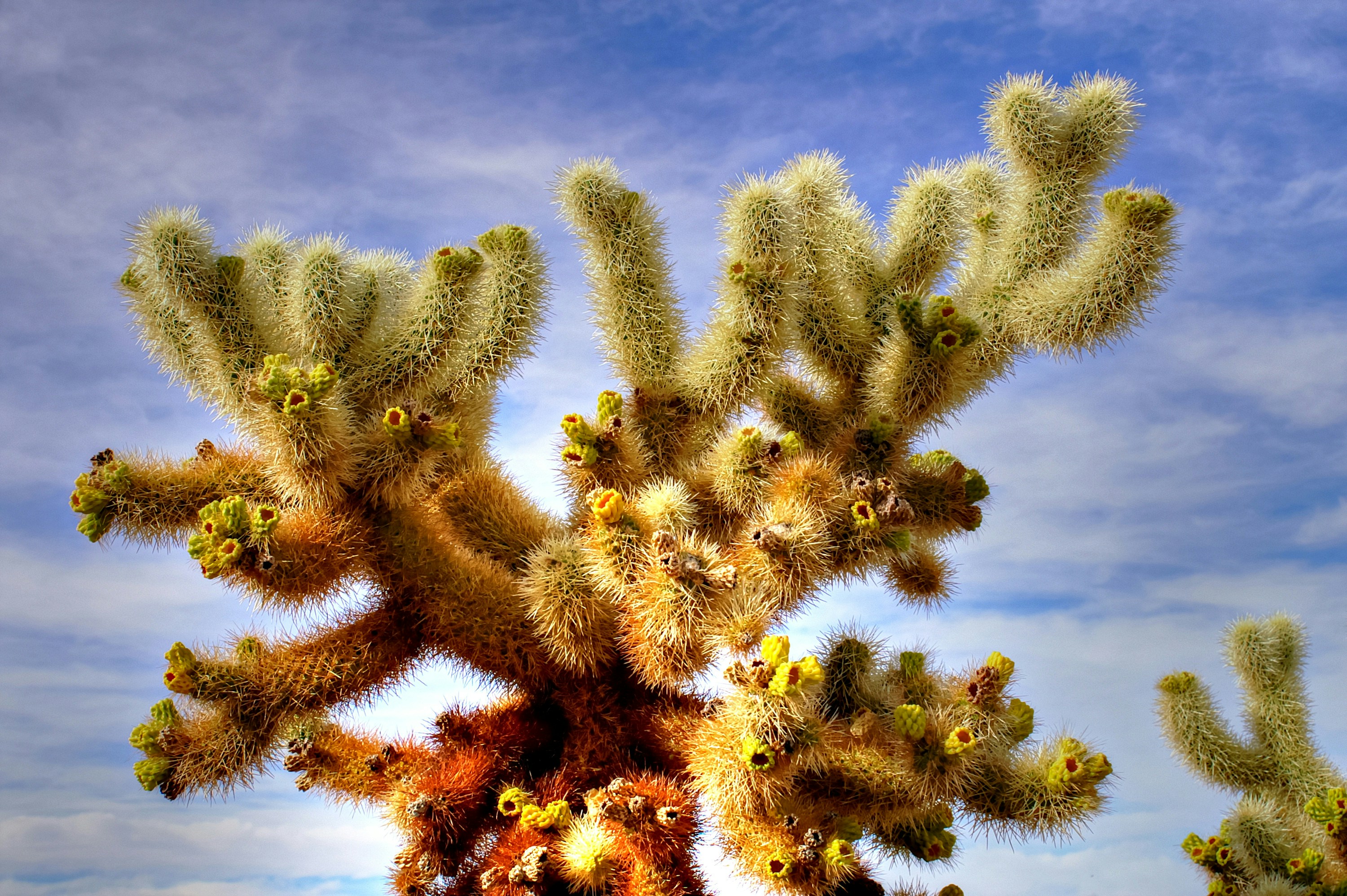 a group of cactus plants in a field