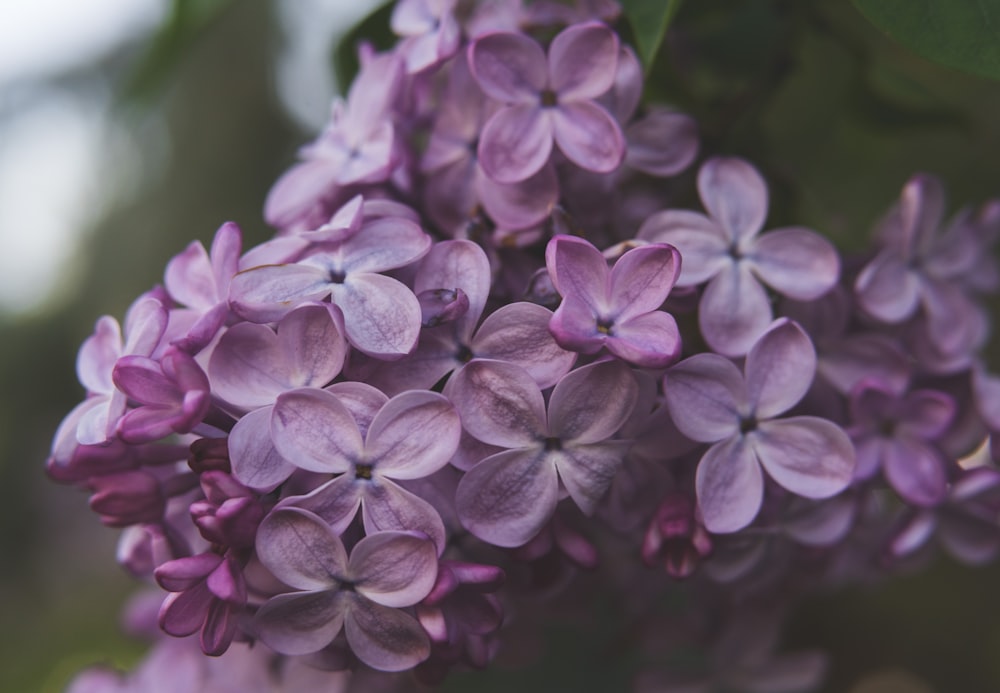 a close up of a bunch of purple flowers