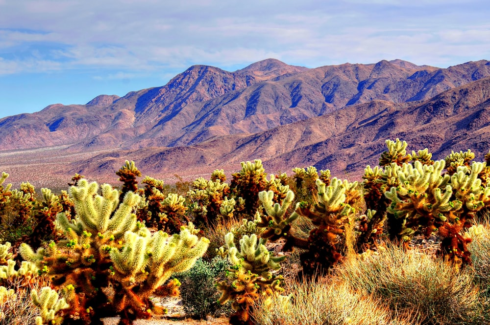 a large group of cactus plants in front of a mountain range
