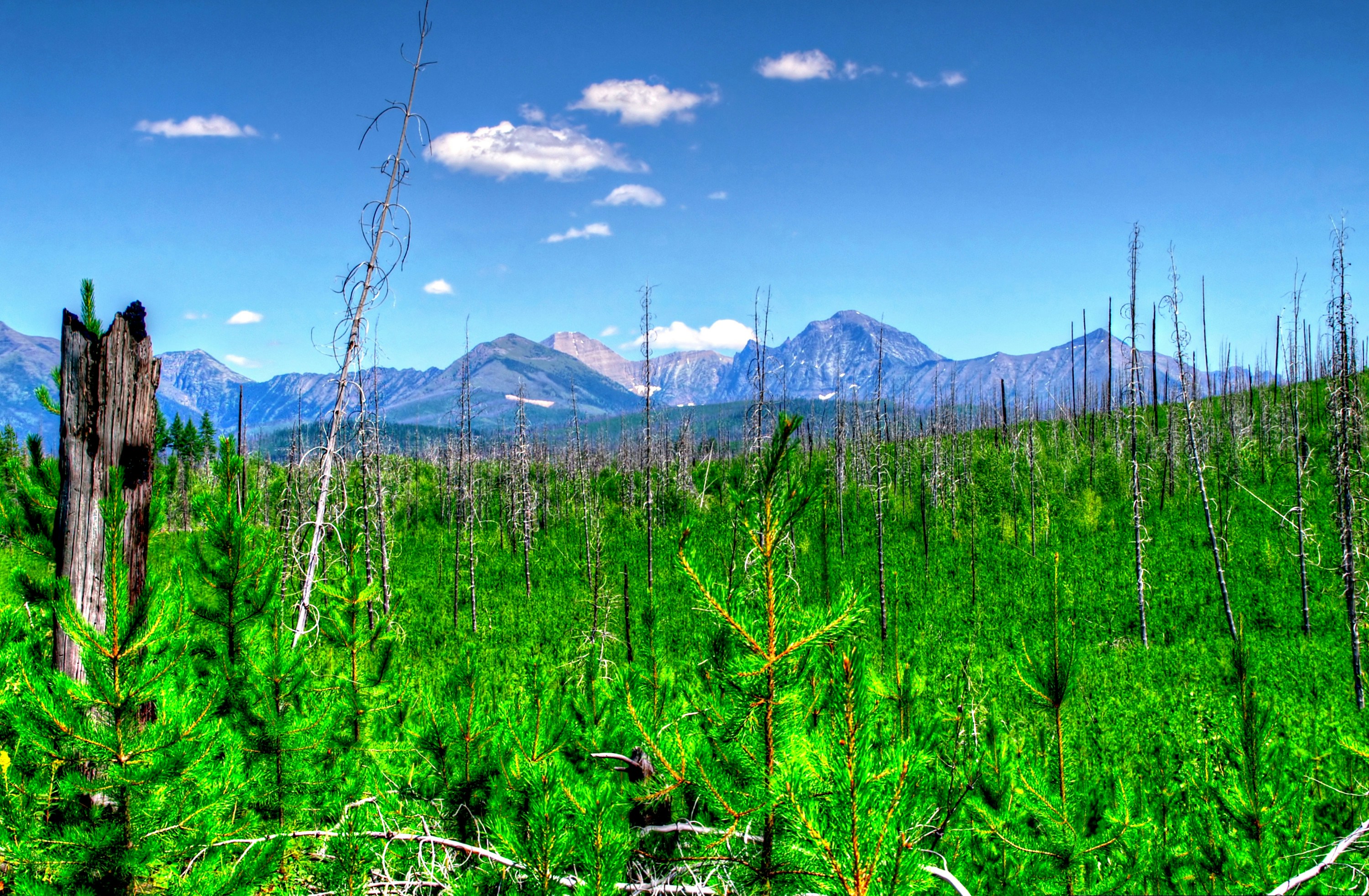 a forest filled with lots of tall green trees, Glacier National Park - 0242</p><p>Glacier National Park, established on May 11, 1910, is located in the Rocky Mountains in Northwestern Montana just south of the US/Canadian Border.   Going-to-the-Sun Road traverses the park connecting the east and west gates at West Glacier and St Mary respectively.