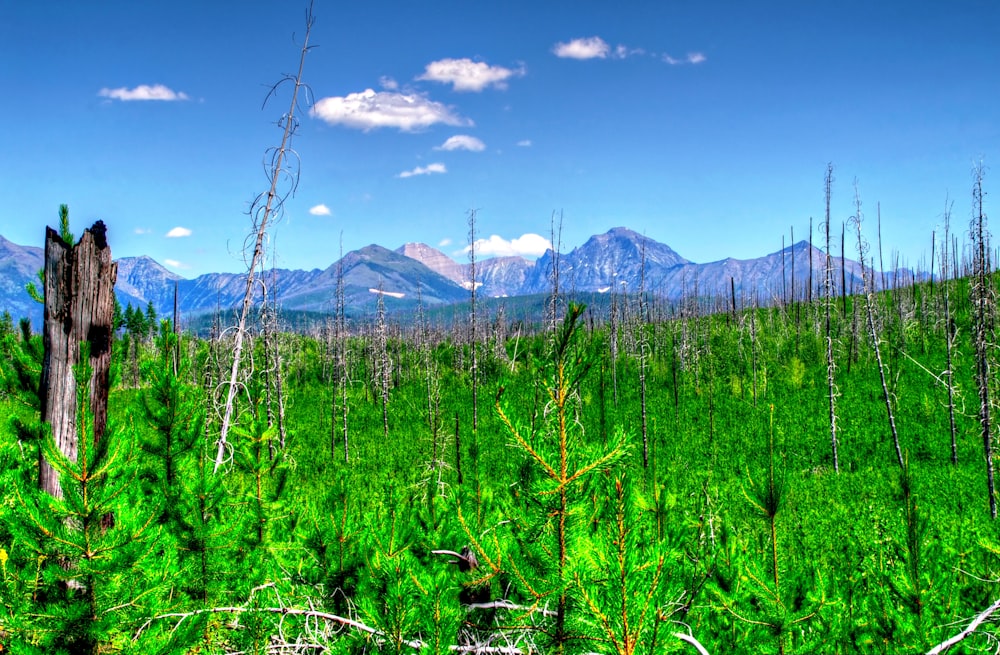 a forest filled with lots of tall green trees