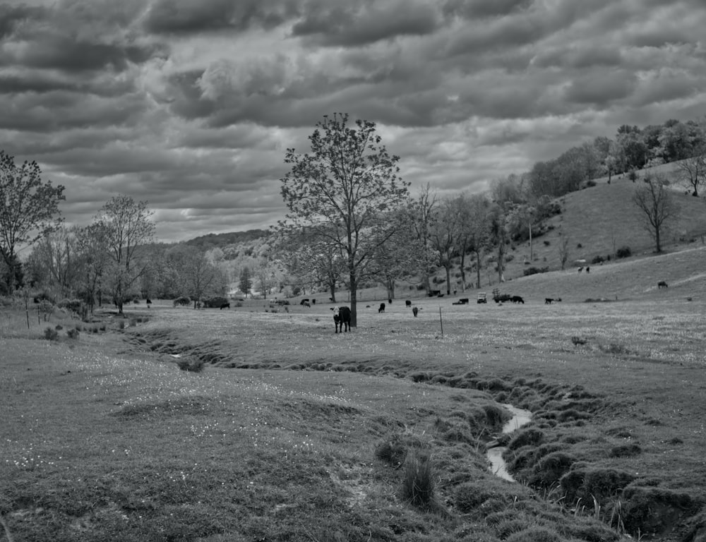 a black and white photo of cows grazing in a field