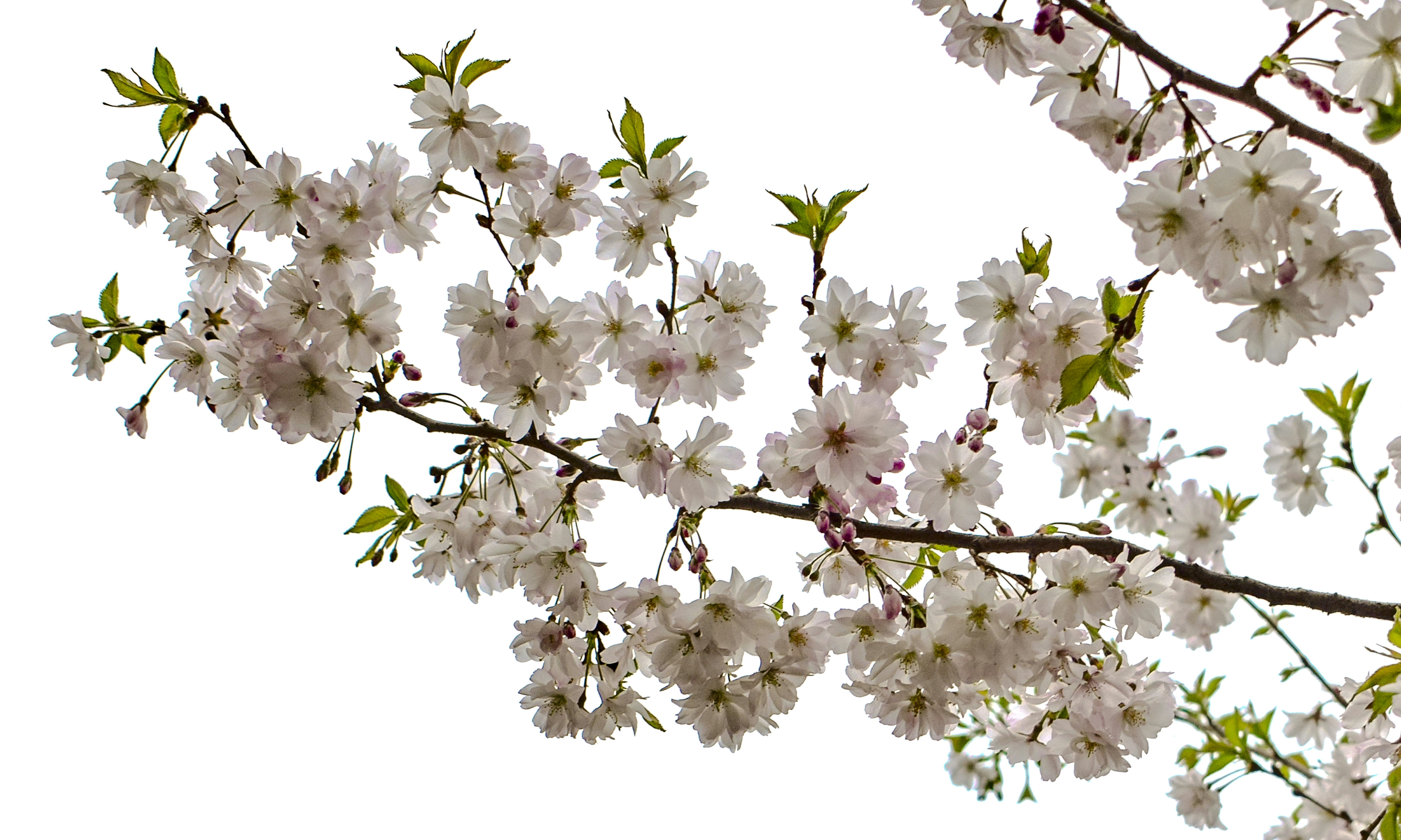 Photo by kostiantynvierkieiev