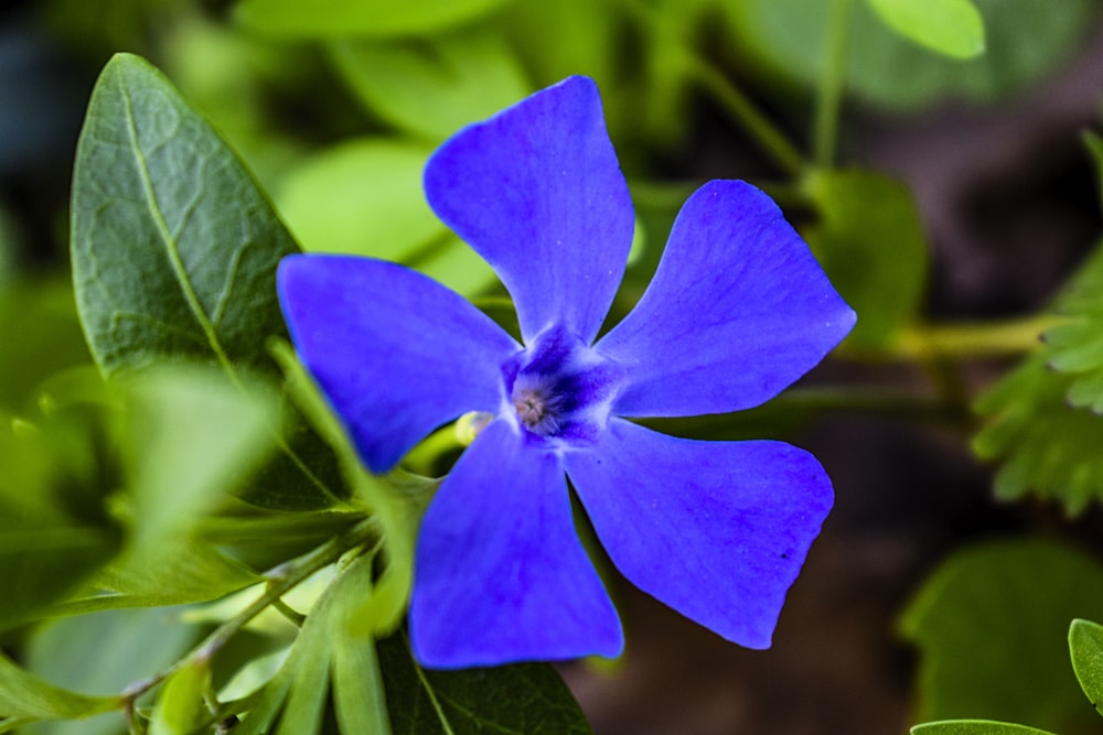 a blue flower with green leaves in the background