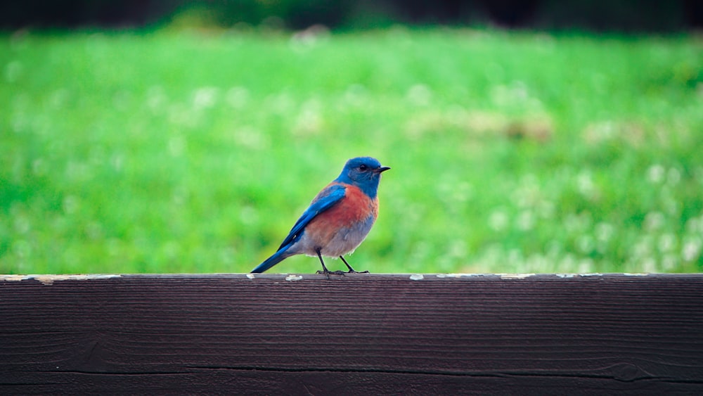 a small blue and red bird sitting on top of a wooden fence