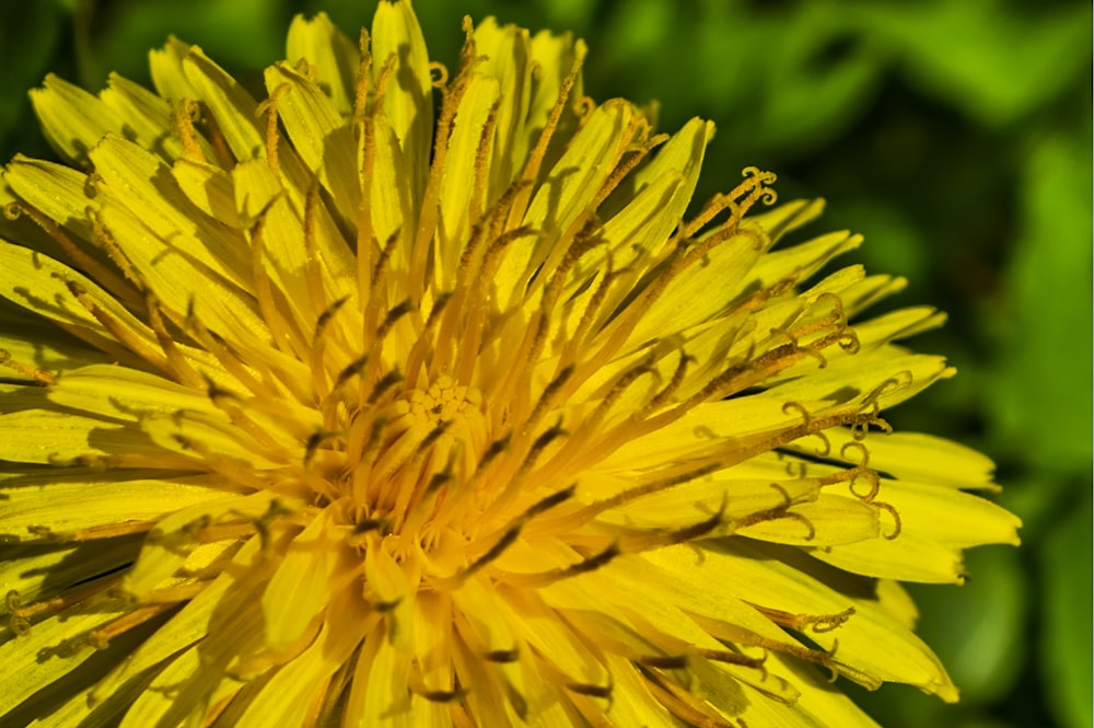 a close up of a yellow flower in a field