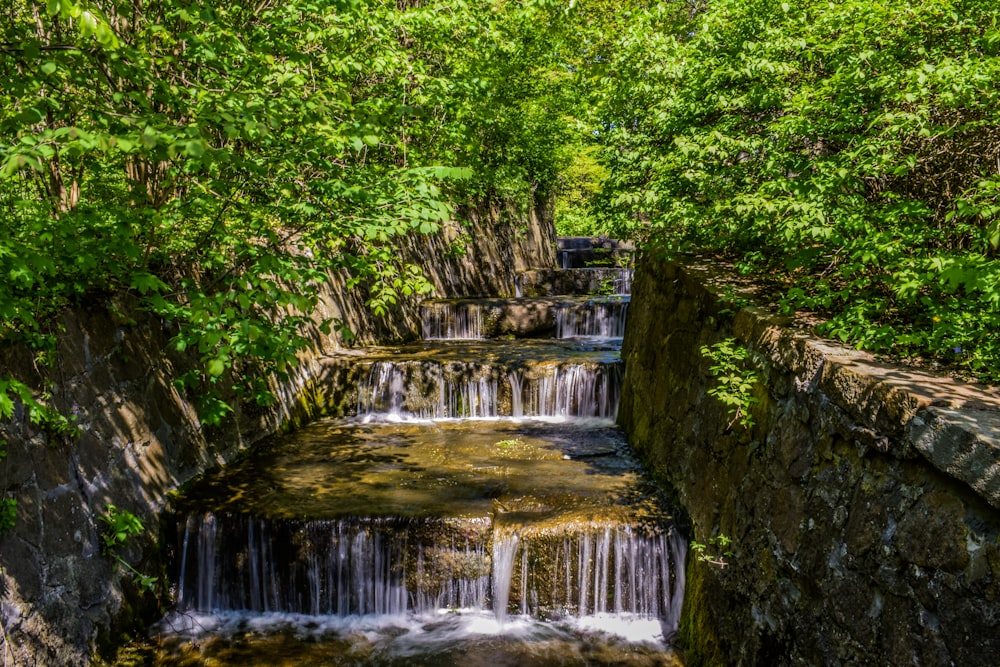 a stream of water running through a lush green forest