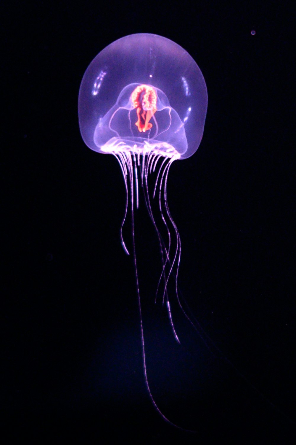 a purple jellyfish floating in the dark