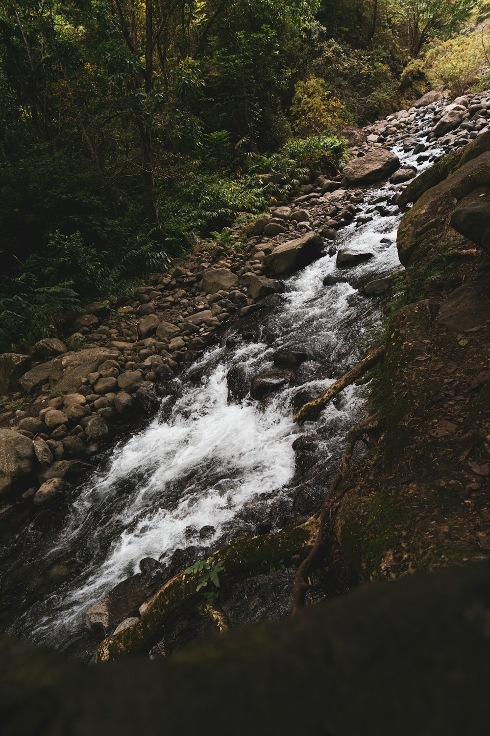 a river running through a lush green forest