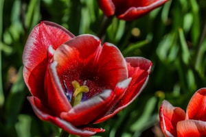 Tulipán Rojo