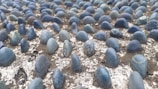 A pattern of smooth, rounded blue stones partially embedded in a rough concrete surface. Each stone is evenly spaced, creating a uniform and textured landscape.