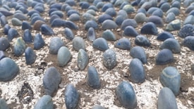 A pattern of smooth, rounded blue stones partially embedded in a rough concrete surface. Each stone is evenly spaced, creating a uniform and textured landscape.