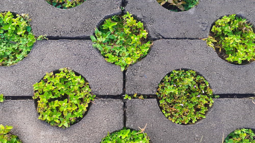 a bunch of plants that are growing in concrete