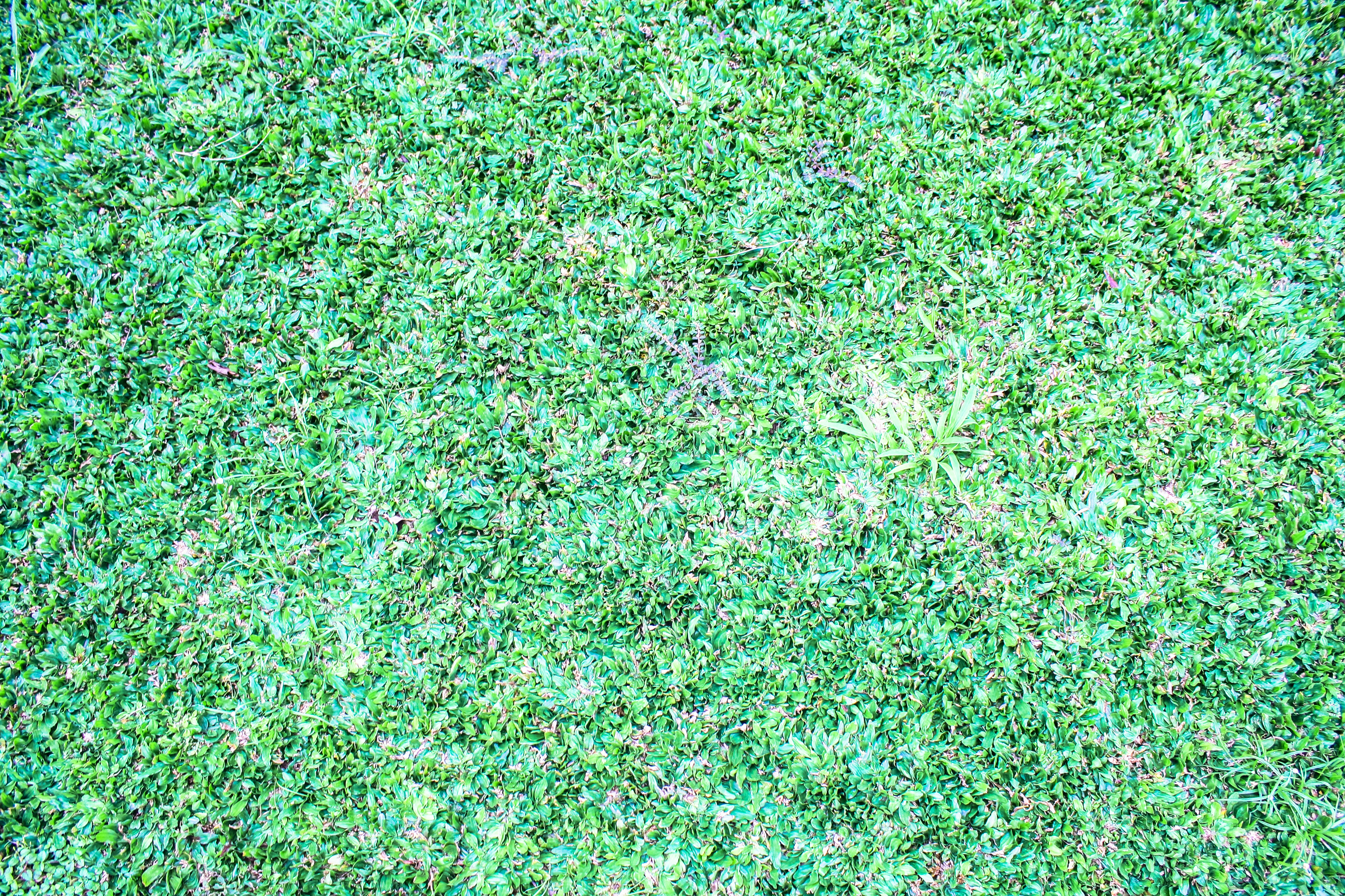 a close up of a patch of green grass