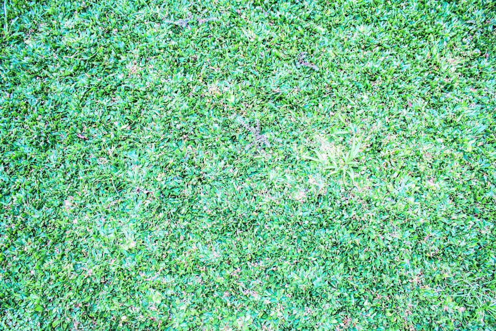a close up of a patch of green grass