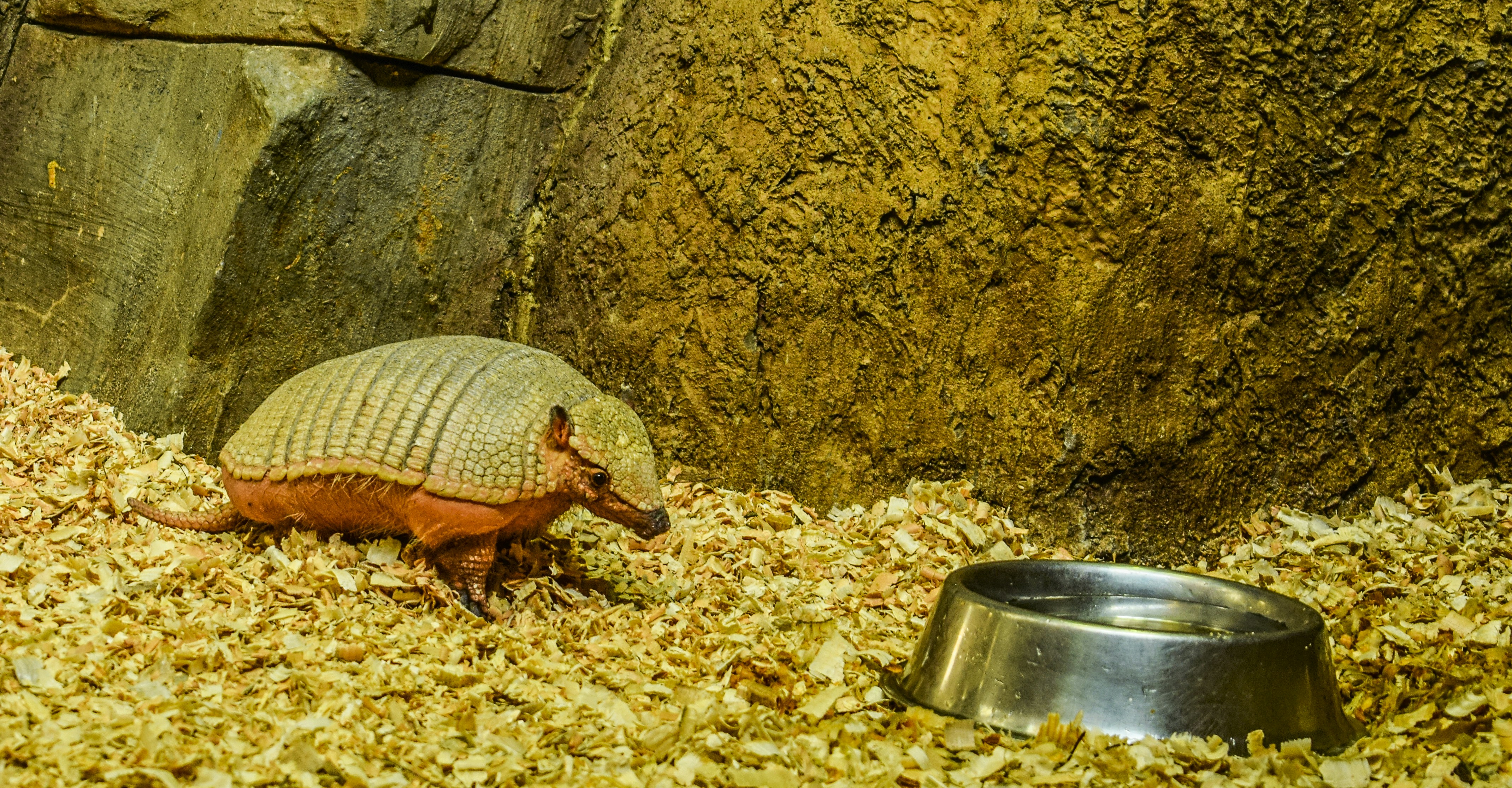 an armadile eating food out of a bowl