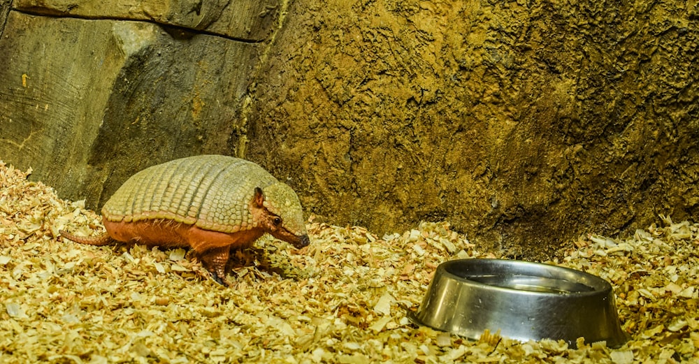 an armadile eating food out of a bowl