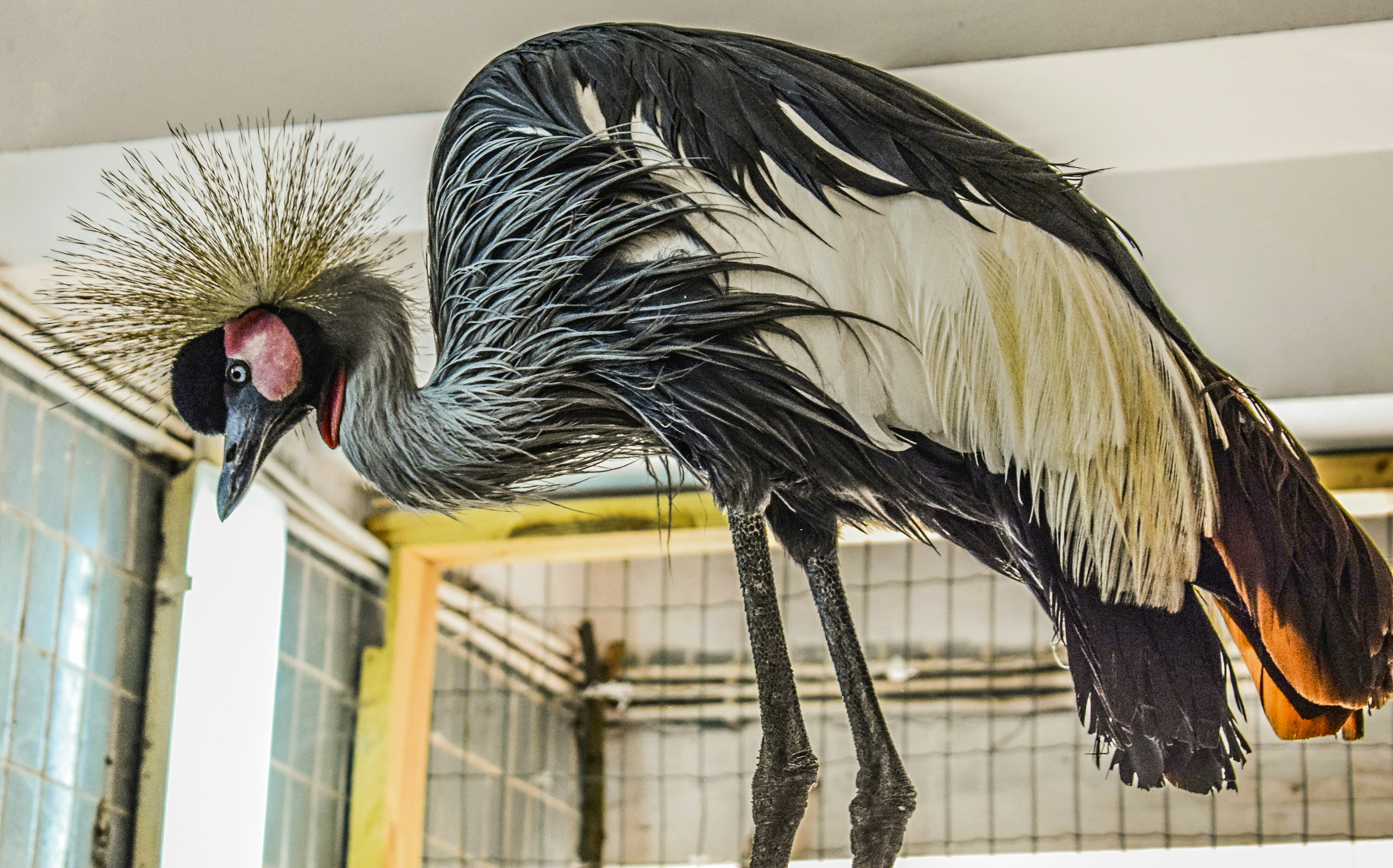 If Mammals Hadn't Taken Over After the Dinosaurs (image credits: unsplash)