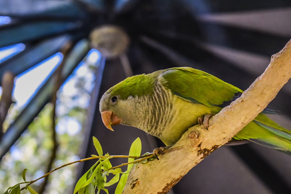 a green parrot sitting on top of a tree branch