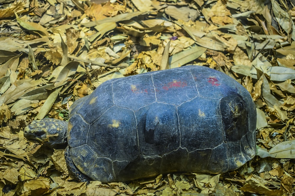 a turtle laying on top of a pile of leaves