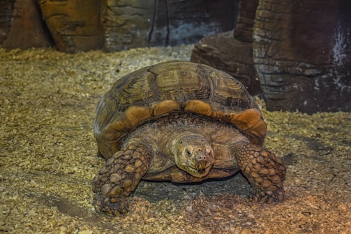 A large tortoise is resting on a bed of woodchips in a dimly lit environment, with a textured shell and scaly legs. The background features rocky structures that create a naturalistic habitat.