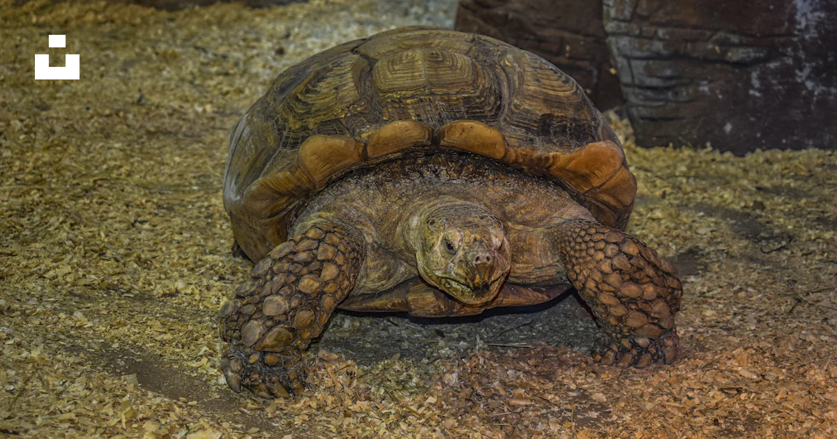 Mount Phython Tortoise A large tortoise sitting on top of a pile of wood photo – Free Kyiv ...
