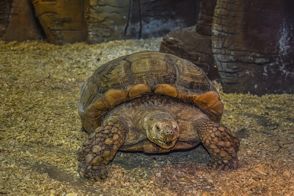 a large tortoise sitting on top of a pile of wood