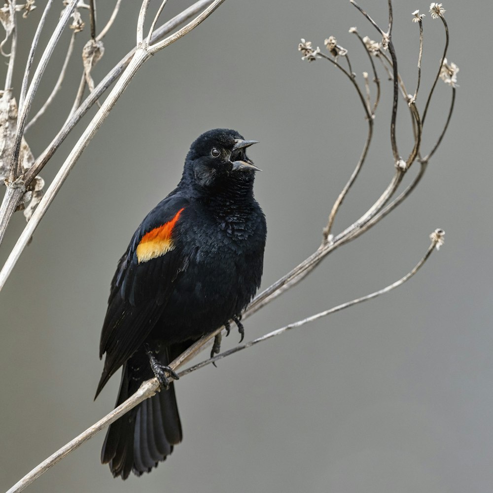 a bird perched on a tree branch