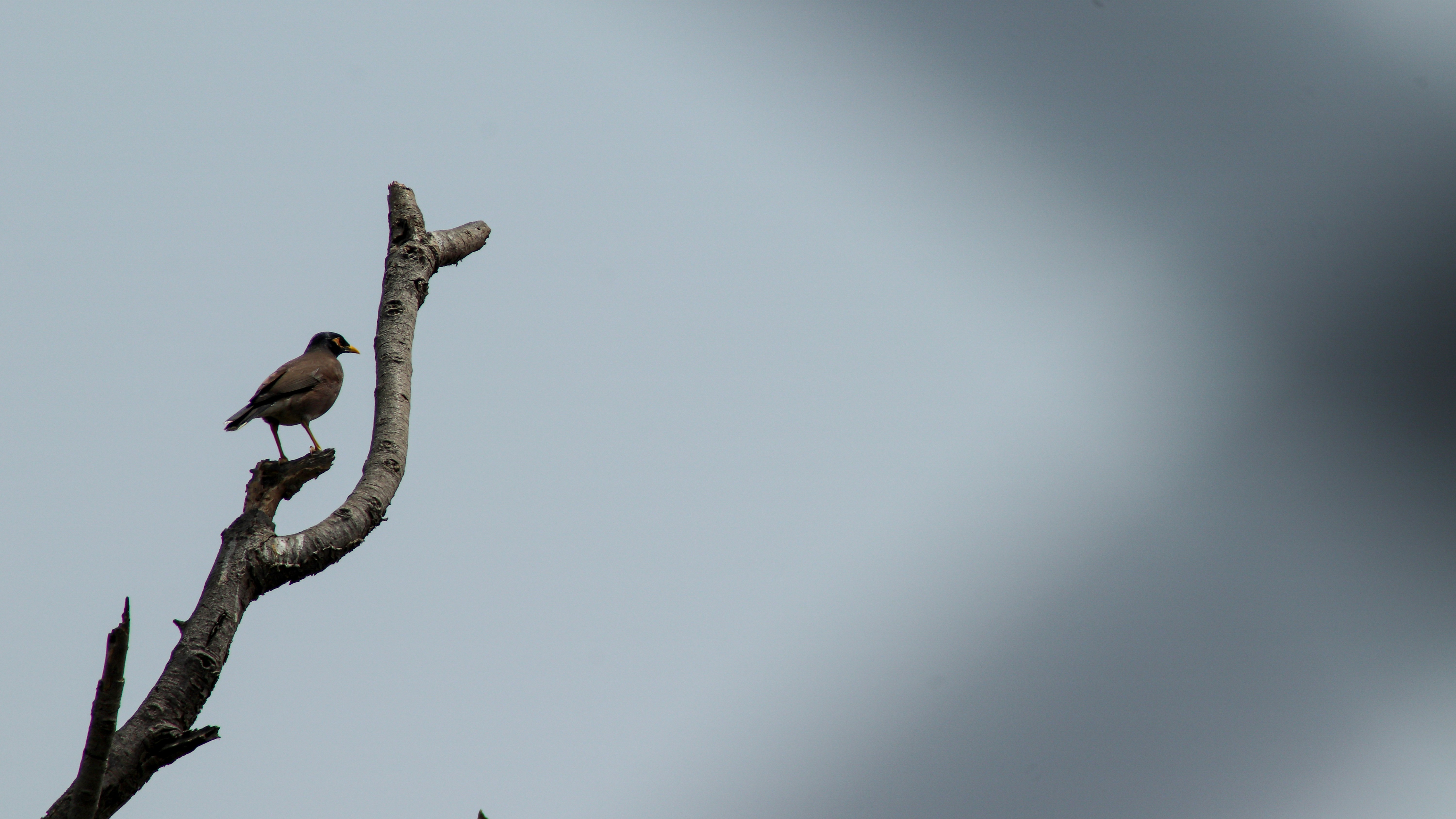 a bird is perched on a tree branch