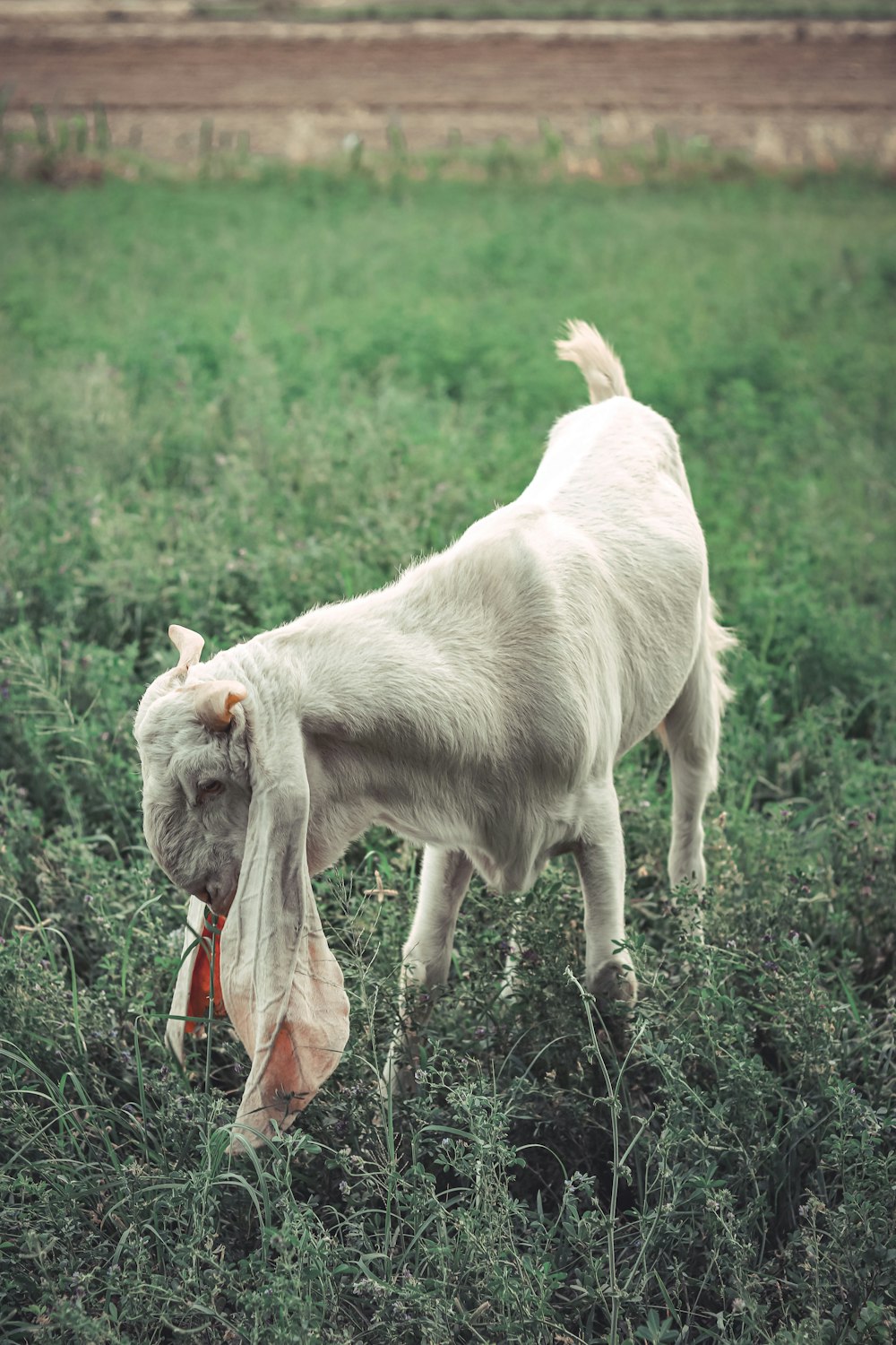 a white goat eating a carrot in a field