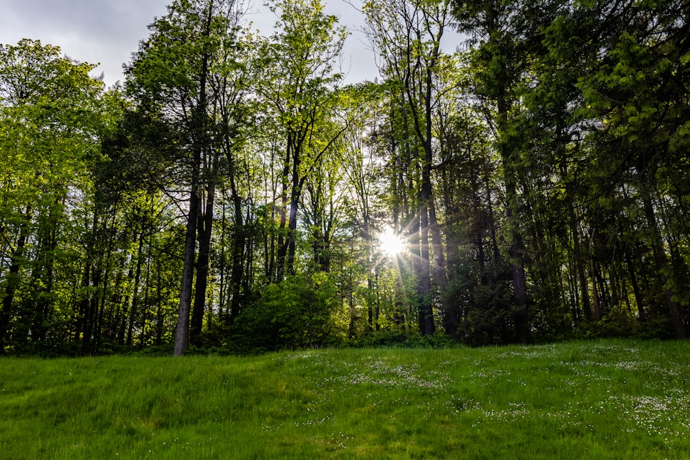 the sun is shining through the trees in the forest