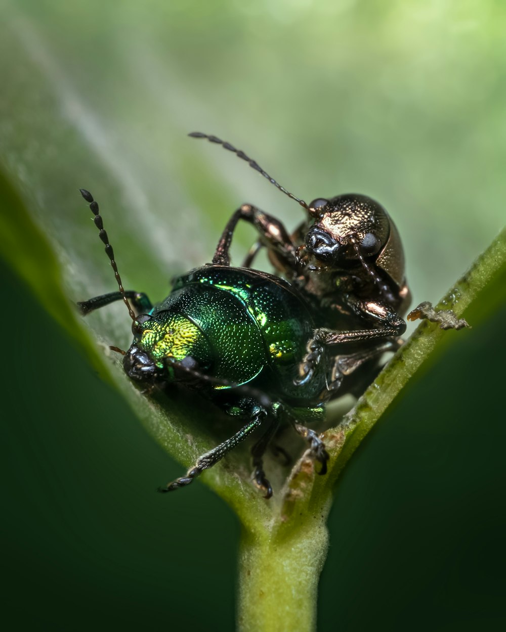 Un primo piano di uno scarafaggio su una foglia