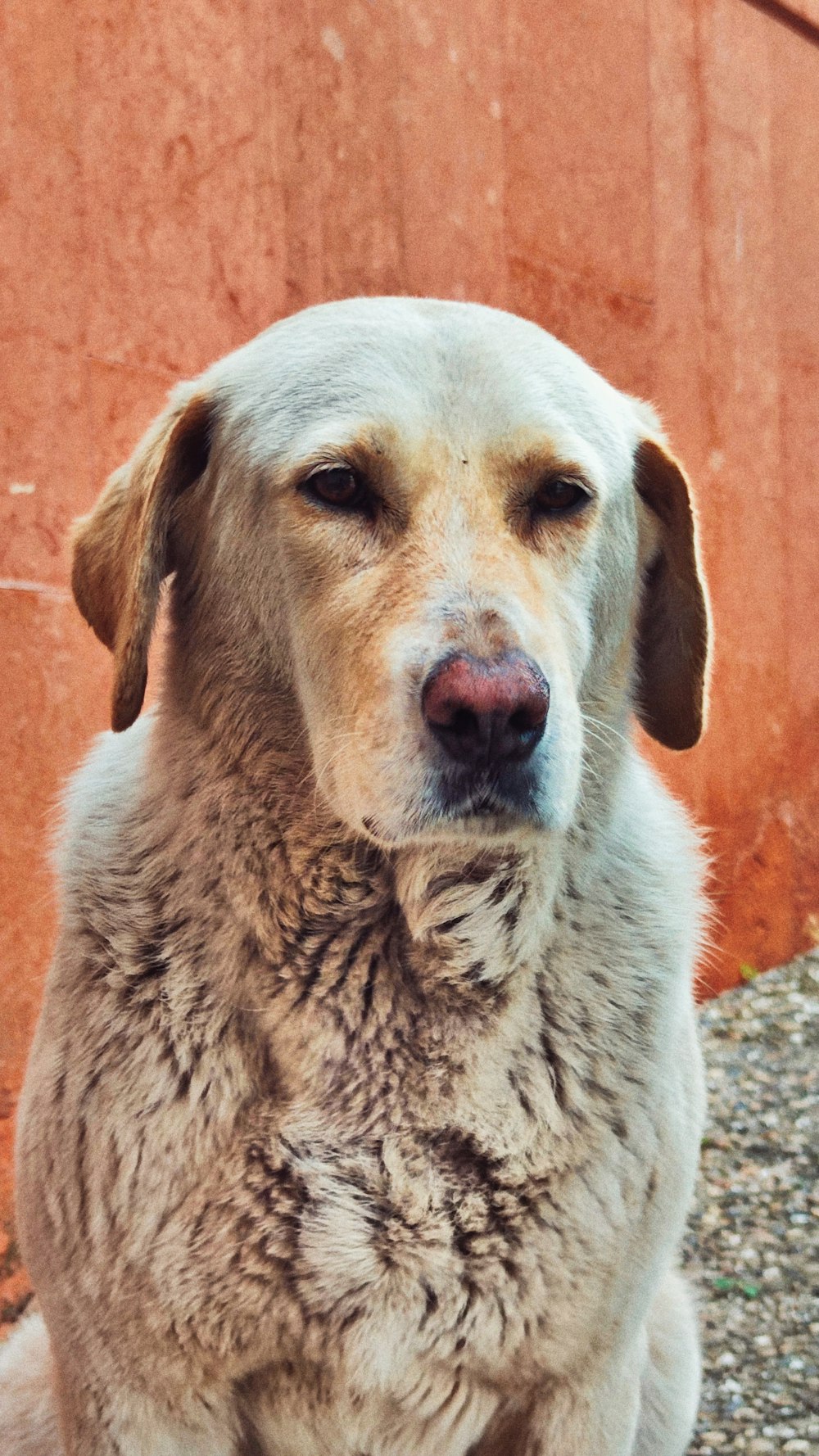 a dog sitting on the ground in front of a wall