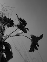 A black and white image featuring a bouquet of flowers with intricate petals and leaves. The background is plain, highlighting the detailed textures of the flowers. The stems are slender, and some light grass-like elements are visible in the arrangement.