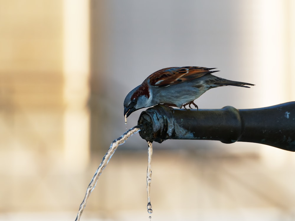 a bird drinking water out of a faucet