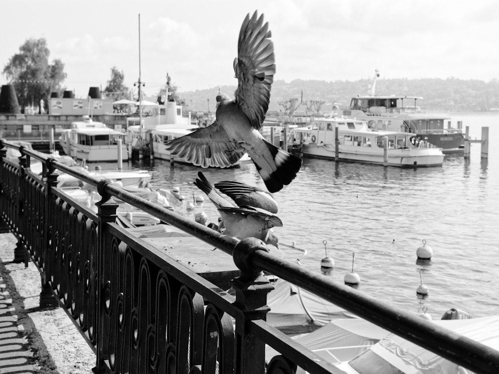 a black and white photo of a bird landing on a railing