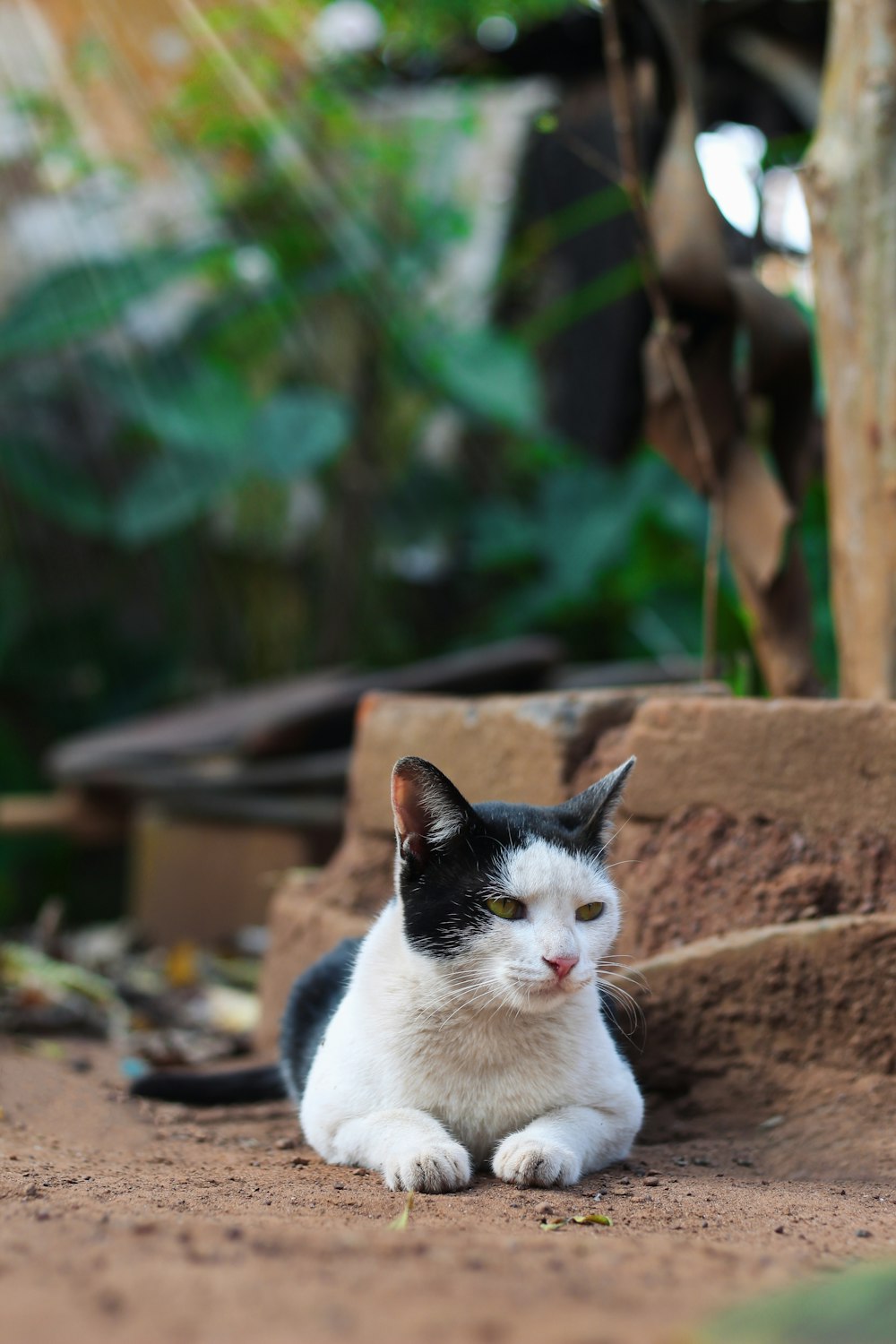 a black and white cat laying on the ground